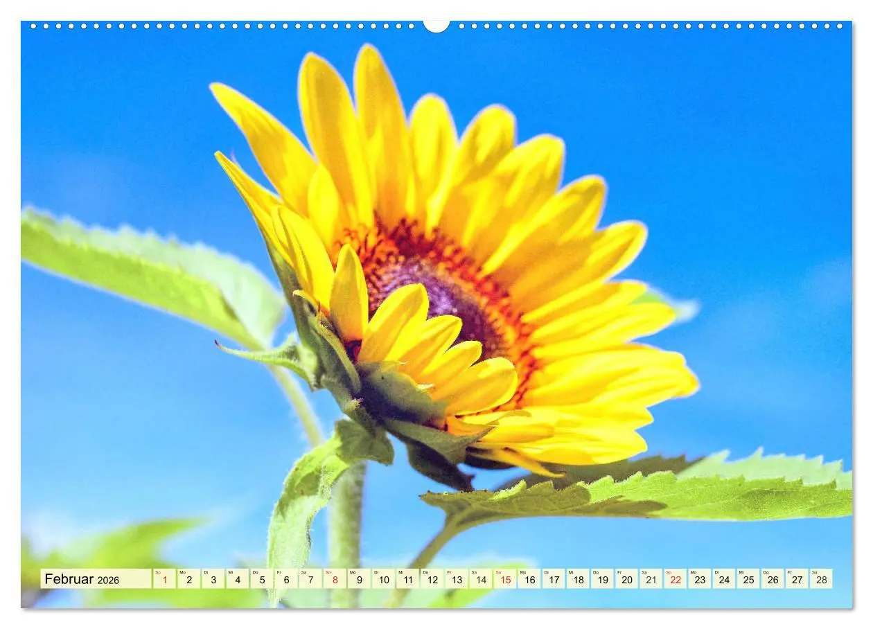 Bild: 9783457764947 | Sonnenblumen. Das Strahlen des Sommers (Wandkalender 2026 DIN A2...