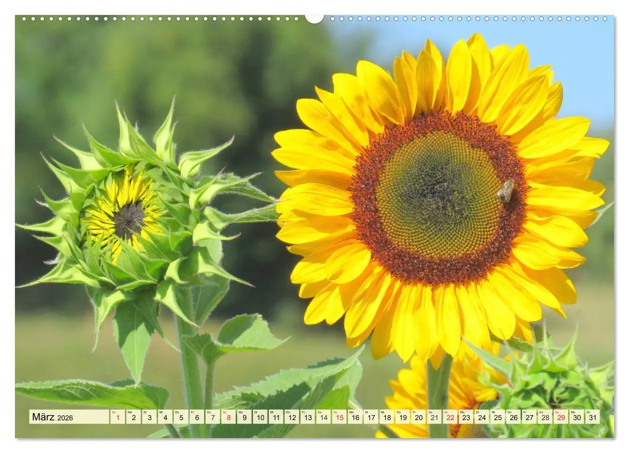 Bild: 9783457764947 | Sonnenblumen. Das Strahlen des Sommers (Wandkalender 2026 DIN A2...