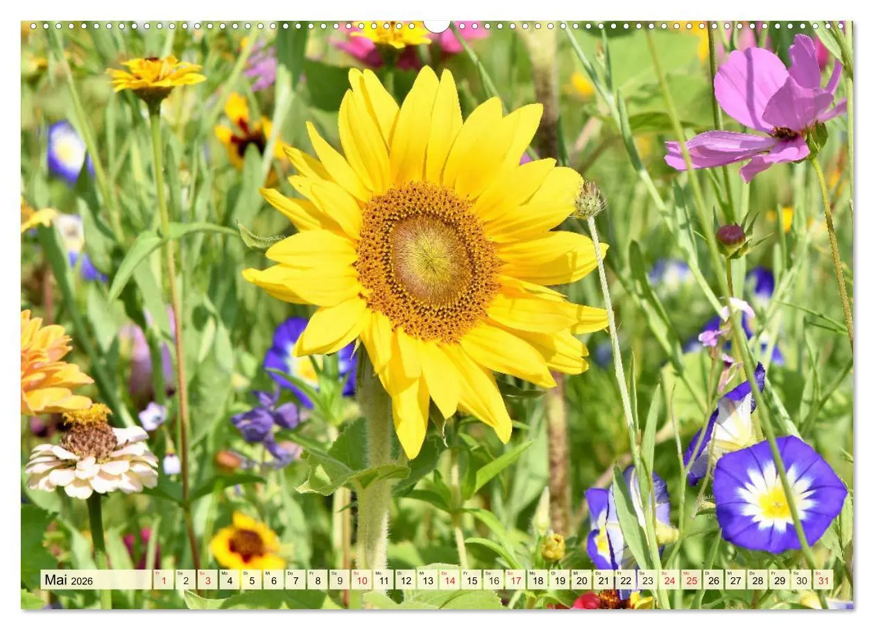 Bild: 9783457764947 | Sonnenblumen. Das Strahlen des Sommers (Wandkalender 2026 DIN A2...