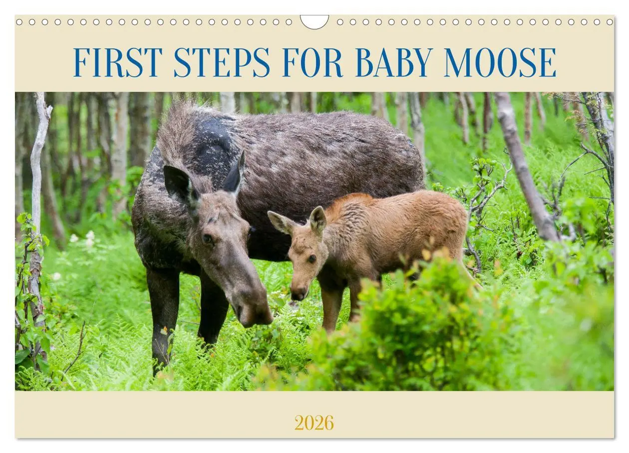 Cover: 9783516544947 | FIRST STEPS FOR BABY MOOSE (Wall Calendar 2026 DIN A3 landscape),...