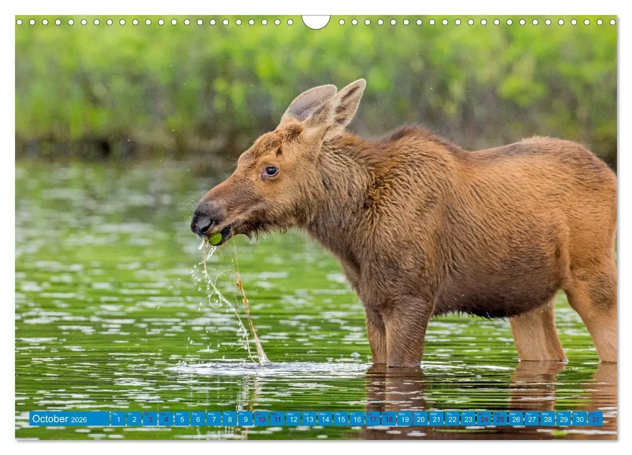 Bild: 9783516544947 | FIRST STEPS FOR BABY MOOSE (Wall Calendar 2026 DIN A3 landscape),...