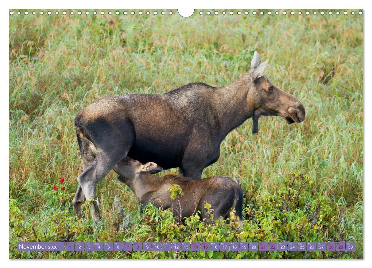 Bild: 9783516544947 | FIRST STEPS FOR BABY MOOSE (Wall Calendar 2026 DIN A3 landscape),...