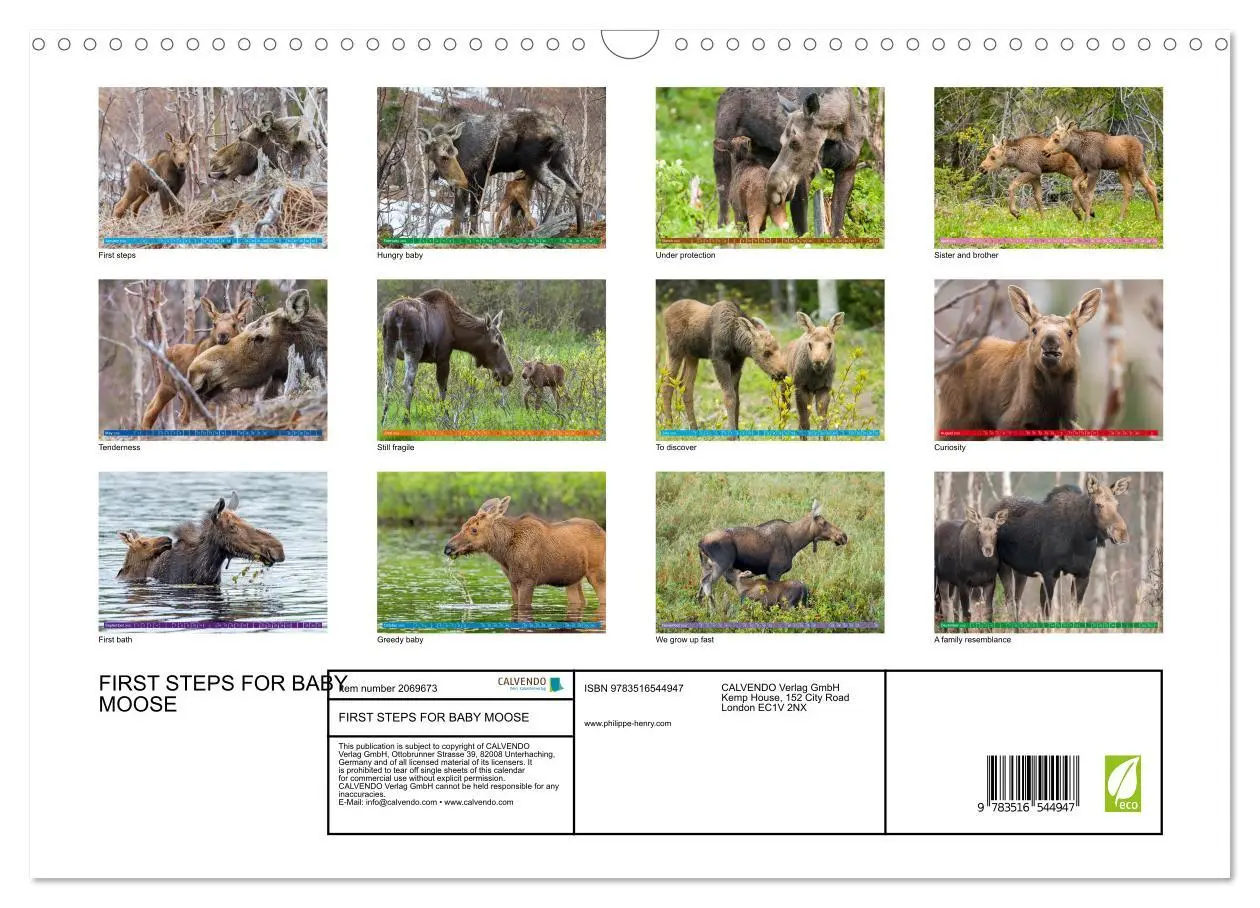 Bild: 9783516544947 | FIRST STEPS FOR BABY MOOSE (Wall Calendar 2026 DIN A3 landscape),...