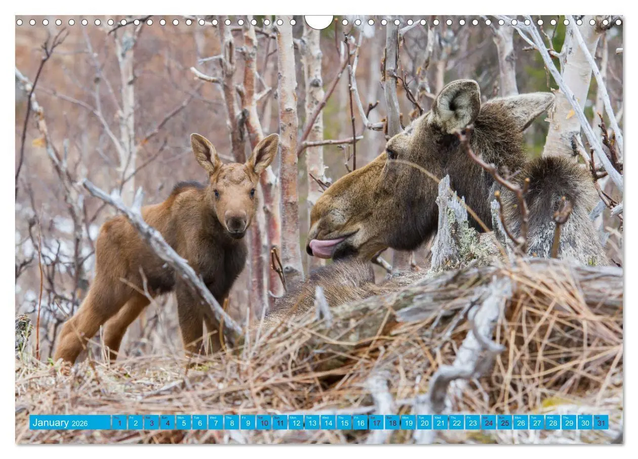 Bild: 9783516544947 | FIRST STEPS FOR BABY MOOSE (Wall Calendar 2026 DIN A3 landscape),...