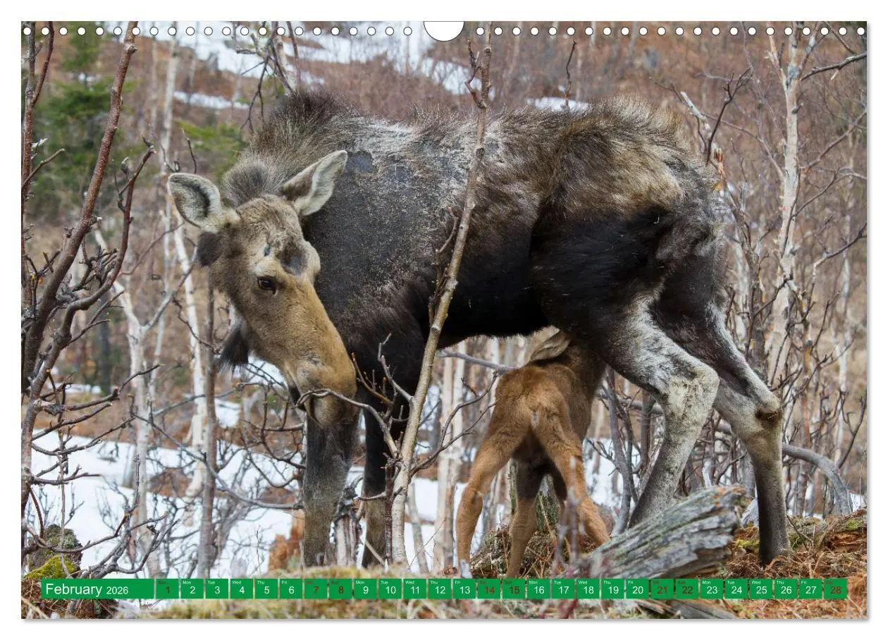 Bild: 9783516544947 | FIRST STEPS FOR BABY MOOSE (Wall Calendar 2026 DIN A3 landscape),...