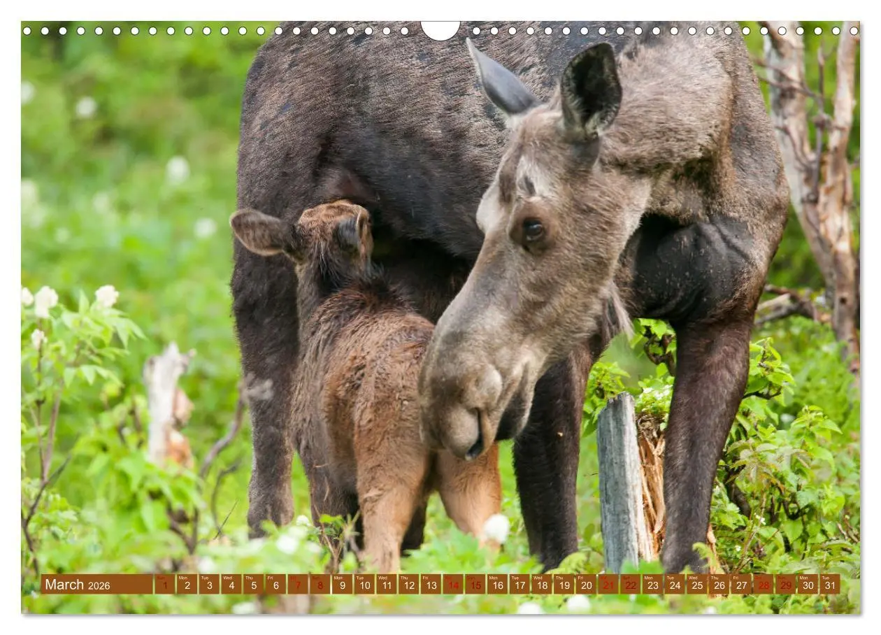 Bild: 9783516544947 | FIRST STEPS FOR BABY MOOSE (Wall Calendar 2026 DIN A3 landscape),...