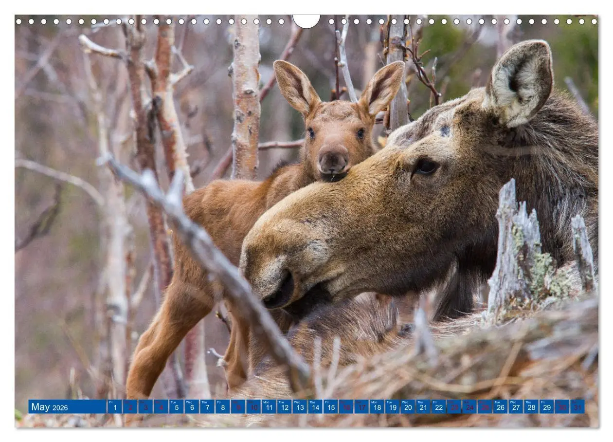 Bild: 9783516544947 | FIRST STEPS FOR BABY MOOSE (Wall Calendar 2026 DIN A3 landscape),...