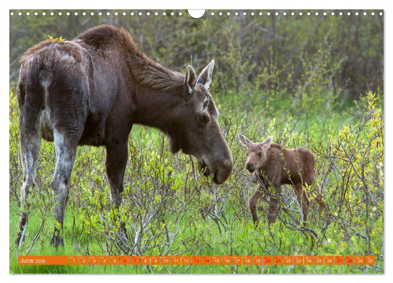 Bild: 9783516544947 | FIRST STEPS FOR BABY MOOSE (Wall Calendar 2026 DIN A3 landscape),...