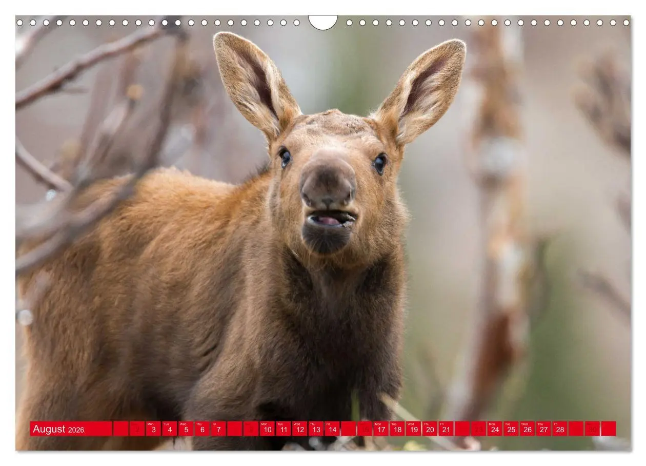 Bild: 9783516544947 | FIRST STEPS FOR BABY MOOSE (Wall Calendar 2026 DIN A3 landscape),...