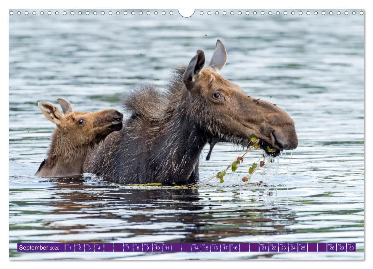 Bild: 9783516544947 | FIRST STEPS FOR BABY MOOSE (Wall Calendar 2026 DIN A3 landscape),...
