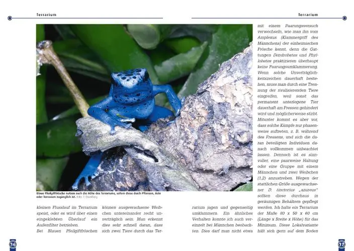 Bild: 9783937285047 | Der Blaue Pfeilgiftfrosch | Dendrobates azureus | Tobias Eisenberg