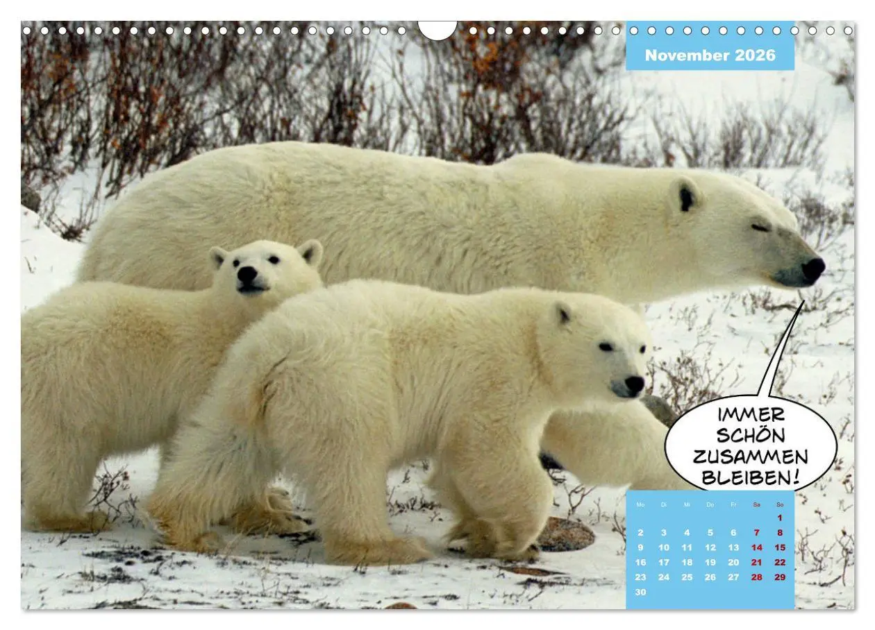Bild: 9783457715147 | Lustige Eisbären (Wandkalender 2026 DIN A3 quer), CALVENDO...