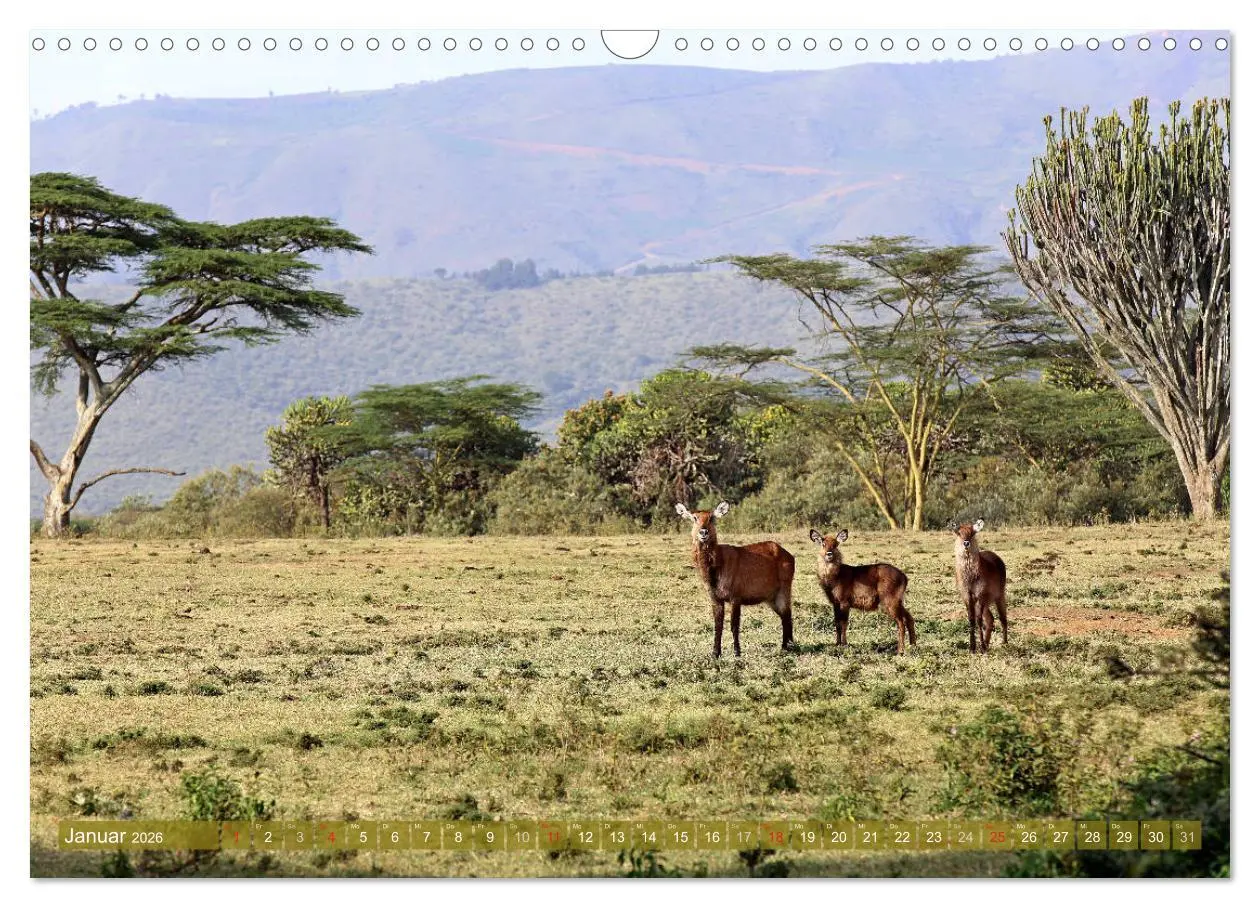 Bild: 9783457955147 | Traumlandschaften Kenia (Wandkalender 2026 DIN A3 quer), CALVENDO...