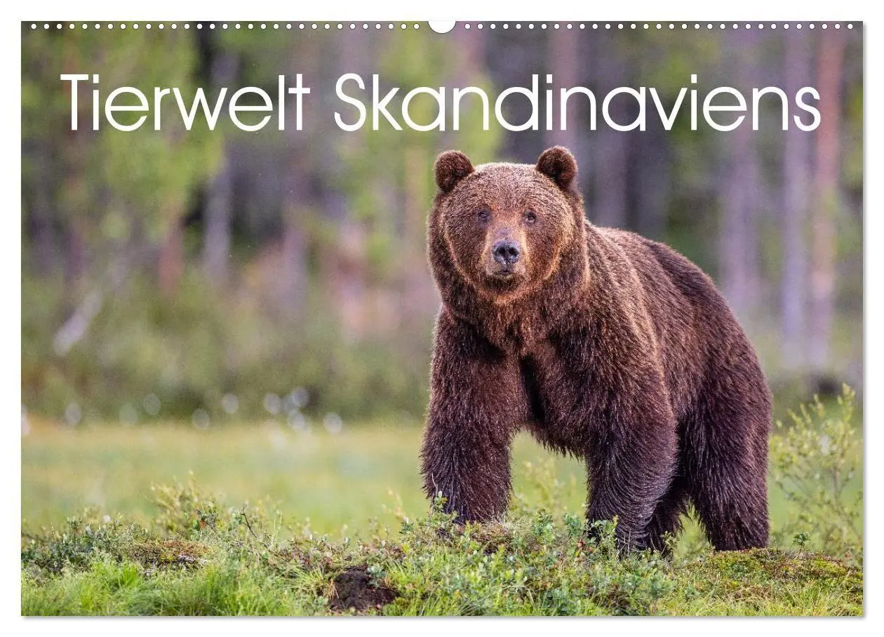 Cover: 9783516665147 | Tierwelt Skandinaviens (Wandkalender 2026 DIN A2 quer), CALVENDO...