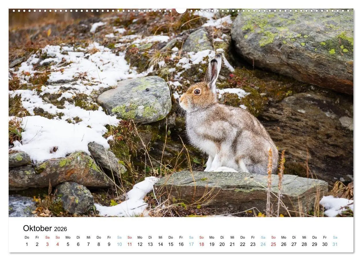 Bild: 9783516665147 | Tierwelt Skandinaviens (Wandkalender 2026 DIN A2 quer), CALVENDO...