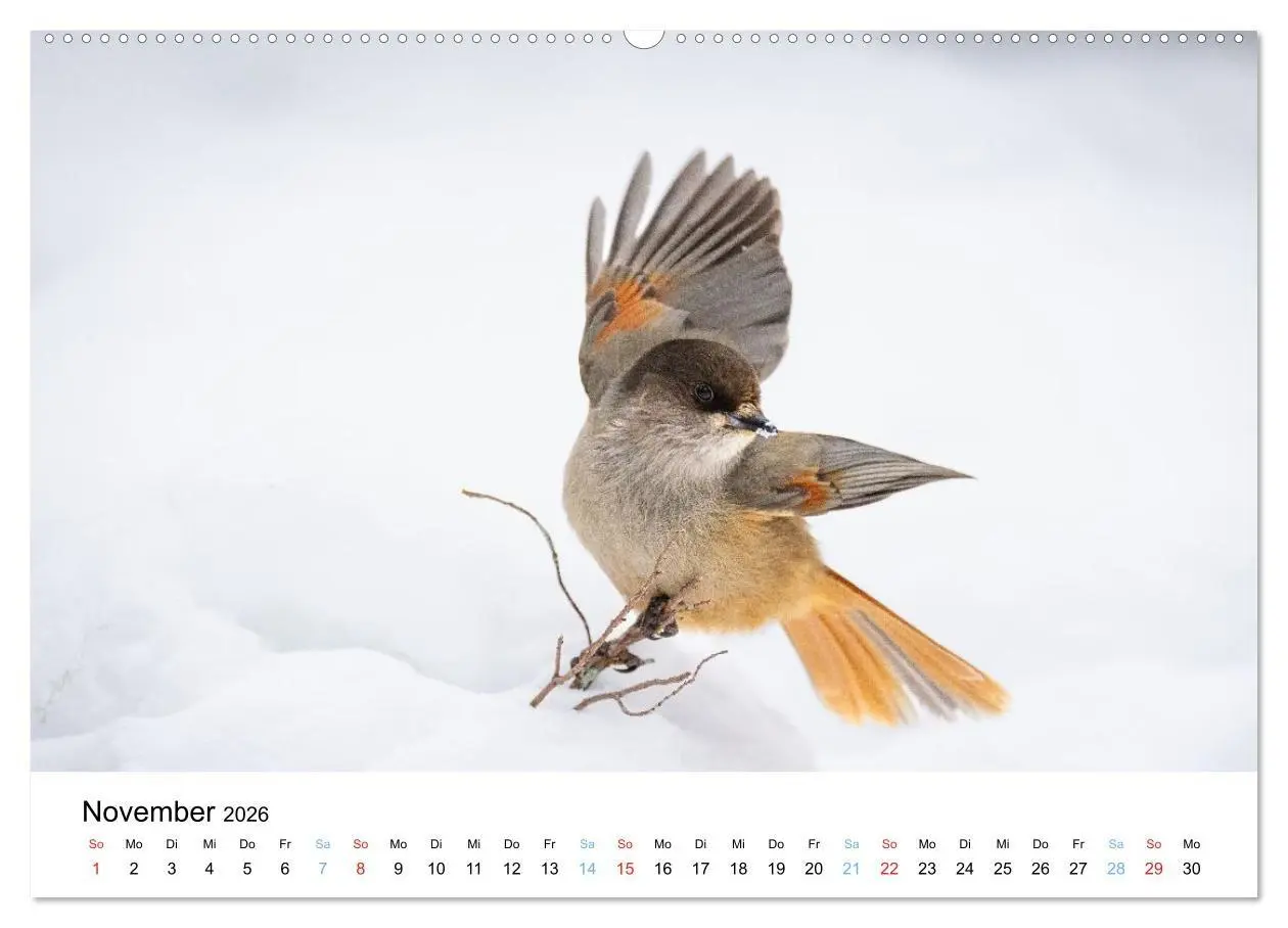 Bild: 9783516665147 | Tierwelt Skandinaviens (Wandkalender 2026 DIN A2 quer), CALVENDO...