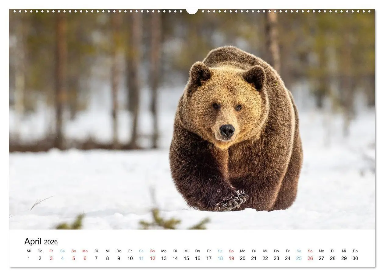 Bild: 9783516665147 | Tierwelt Skandinaviens (Wandkalender 2026 DIN A2 quer), CALVENDO...