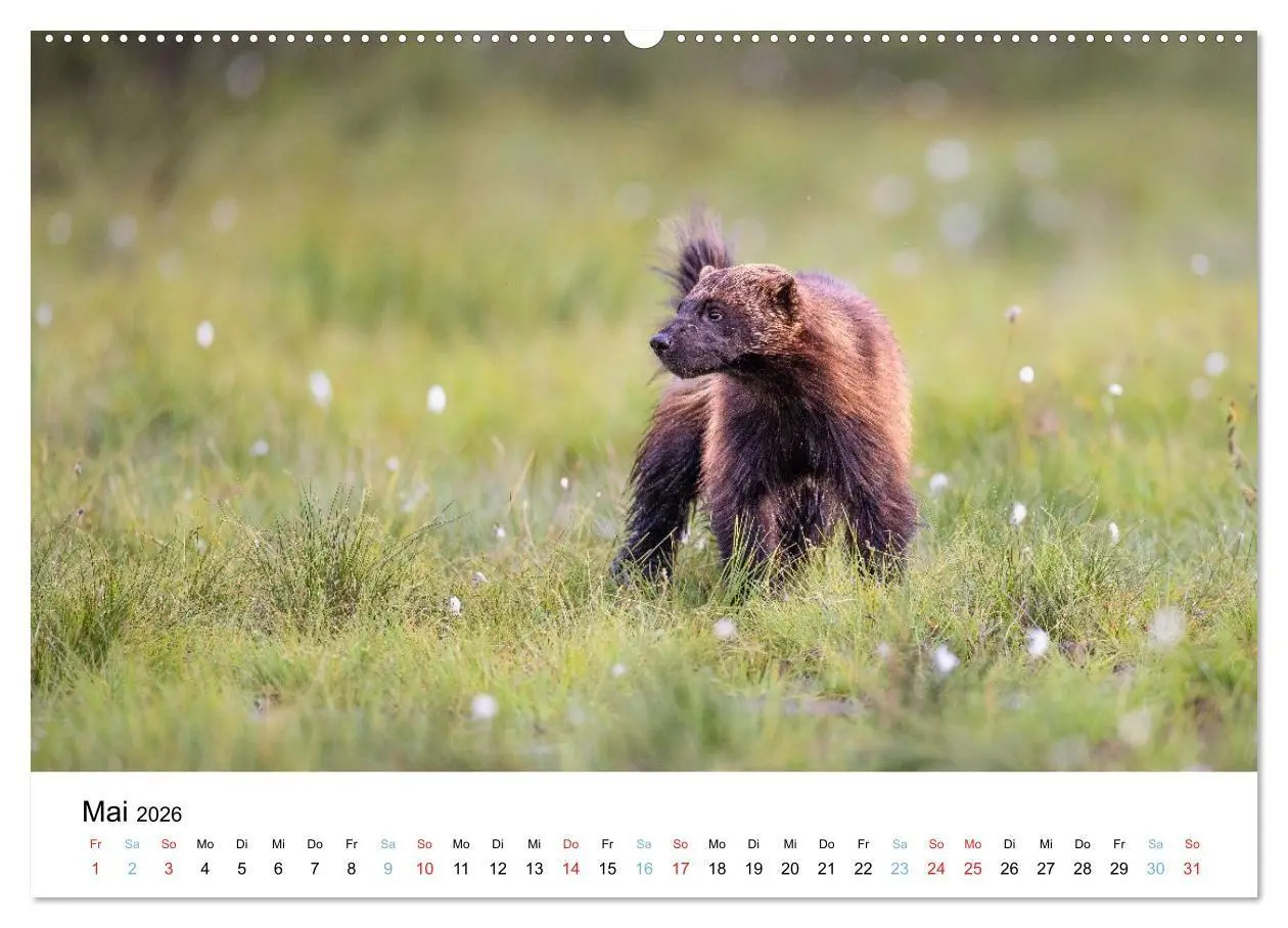 Bild: 9783516665147 | Tierwelt Skandinaviens (Wandkalender 2026 DIN A2 quer), CALVENDO...