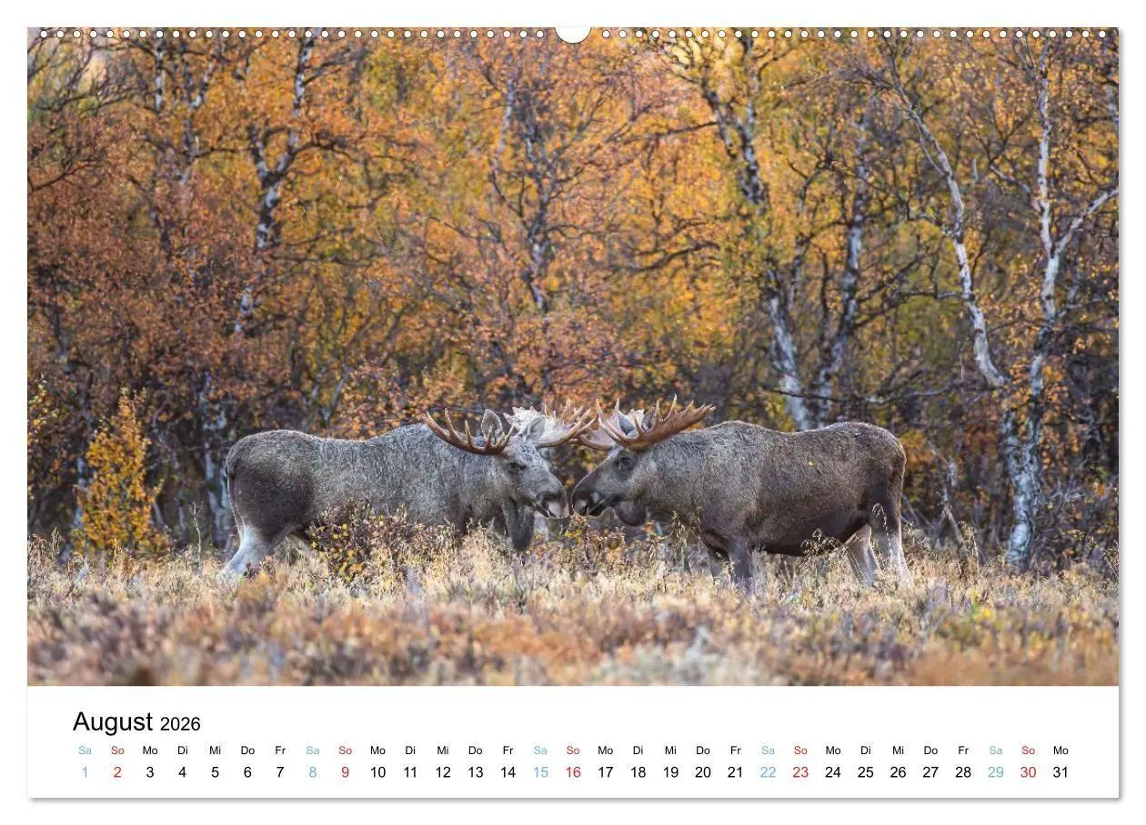 Bild: 9783516665147 | Tierwelt Skandinaviens (Wandkalender 2026 DIN A2 quer), CALVENDO...