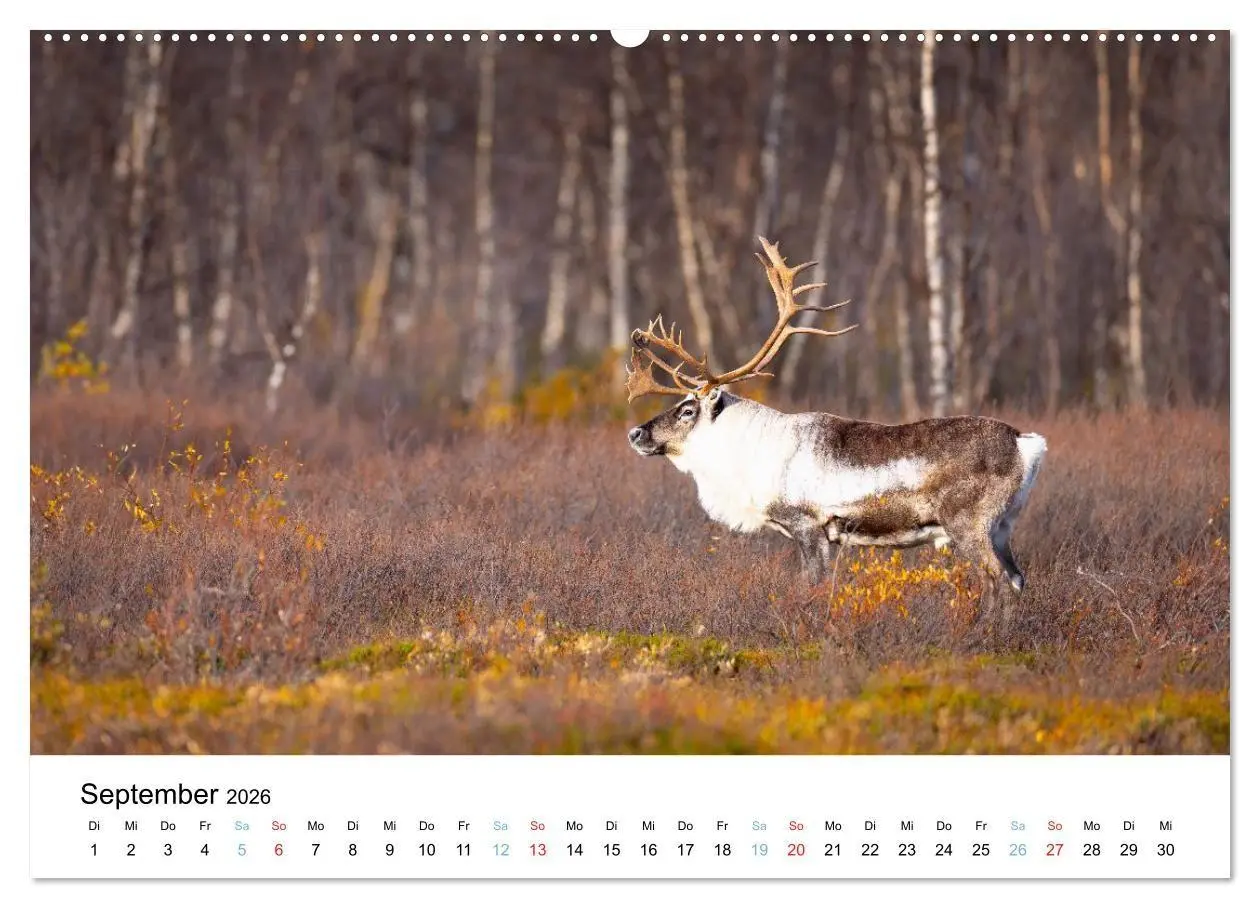 Bild: 9783516665147 | Tierwelt Skandinaviens (Wandkalender 2026 DIN A2 quer), CALVENDO...