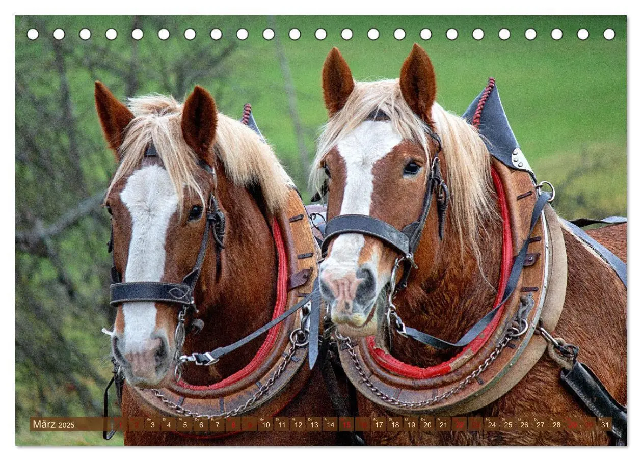 Bild: 9783435095247 | Zugpferde bei der Feldarbeit (Tischkalender 2025 DIN A5 quer),...