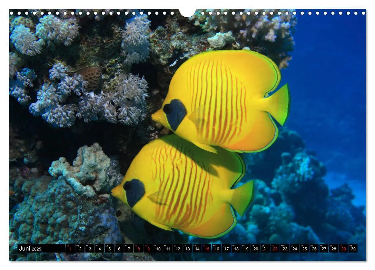 Bild: 9783435155347 | Rotes Meer Unterwasser (Wandkalender 2025 DIN A3 quer), CALVENDO...