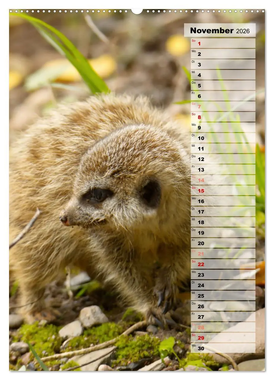 Bild: 9783516335347 | Erdmännchen, putzige Kerlchen mit großen Knopfaugen (Wandkalender...