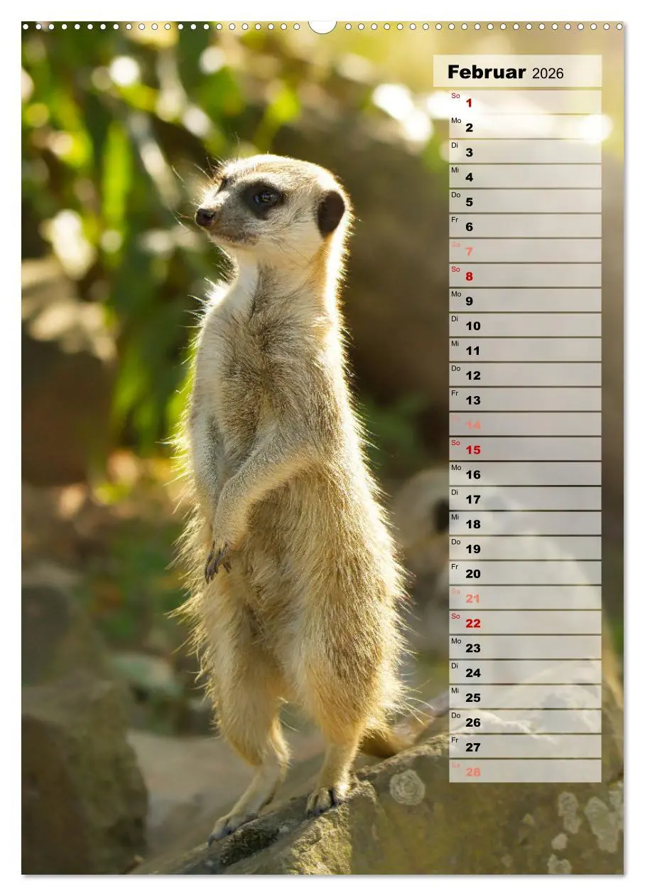Bild: 9783516335347 | Erdmännchen, putzige Kerlchen mit großen Knopfaugen (Wandkalender...