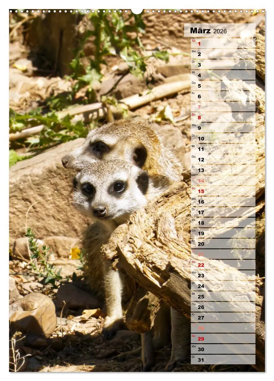 Bild: 9783516335347 | Erdmännchen, putzige Kerlchen mit großen Knopfaugen (Wandkalender...