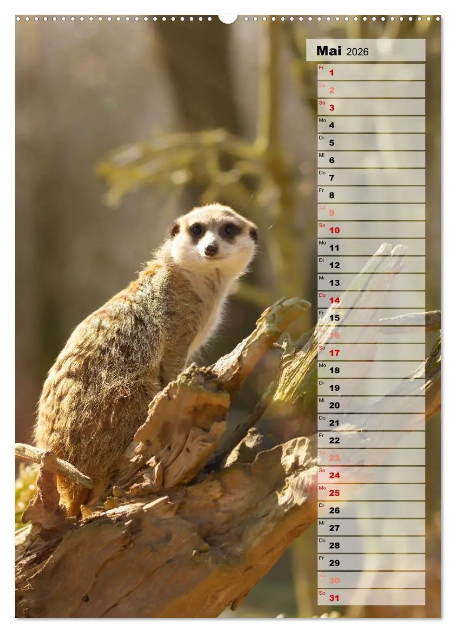 Bild: 9783516335347 | Erdmännchen, putzige Kerlchen mit großen Knopfaugen (Wandkalender...