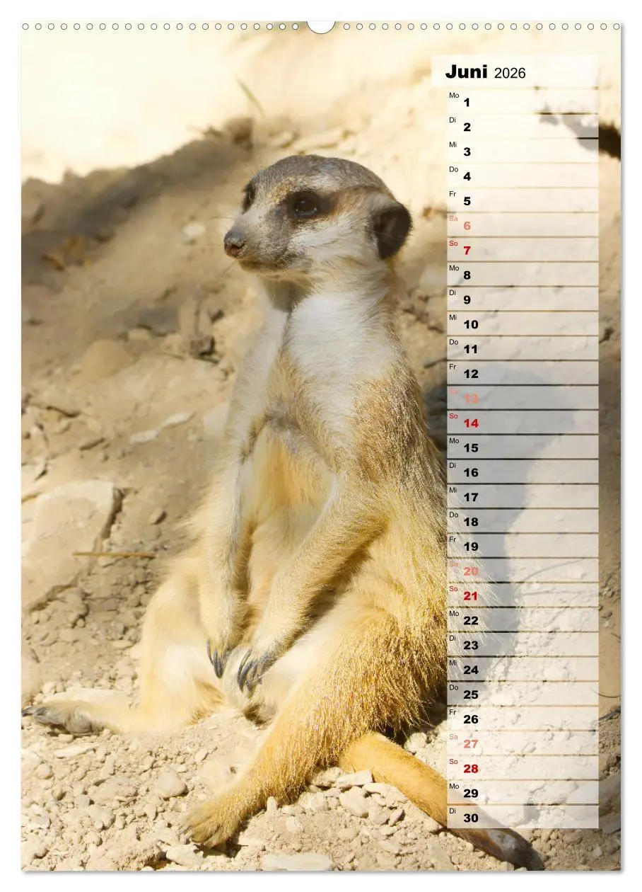 Bild: 9783516335347 | Erdmännchen, putzige Kerlchen mit großen Knopfaugen (Wandkalender...