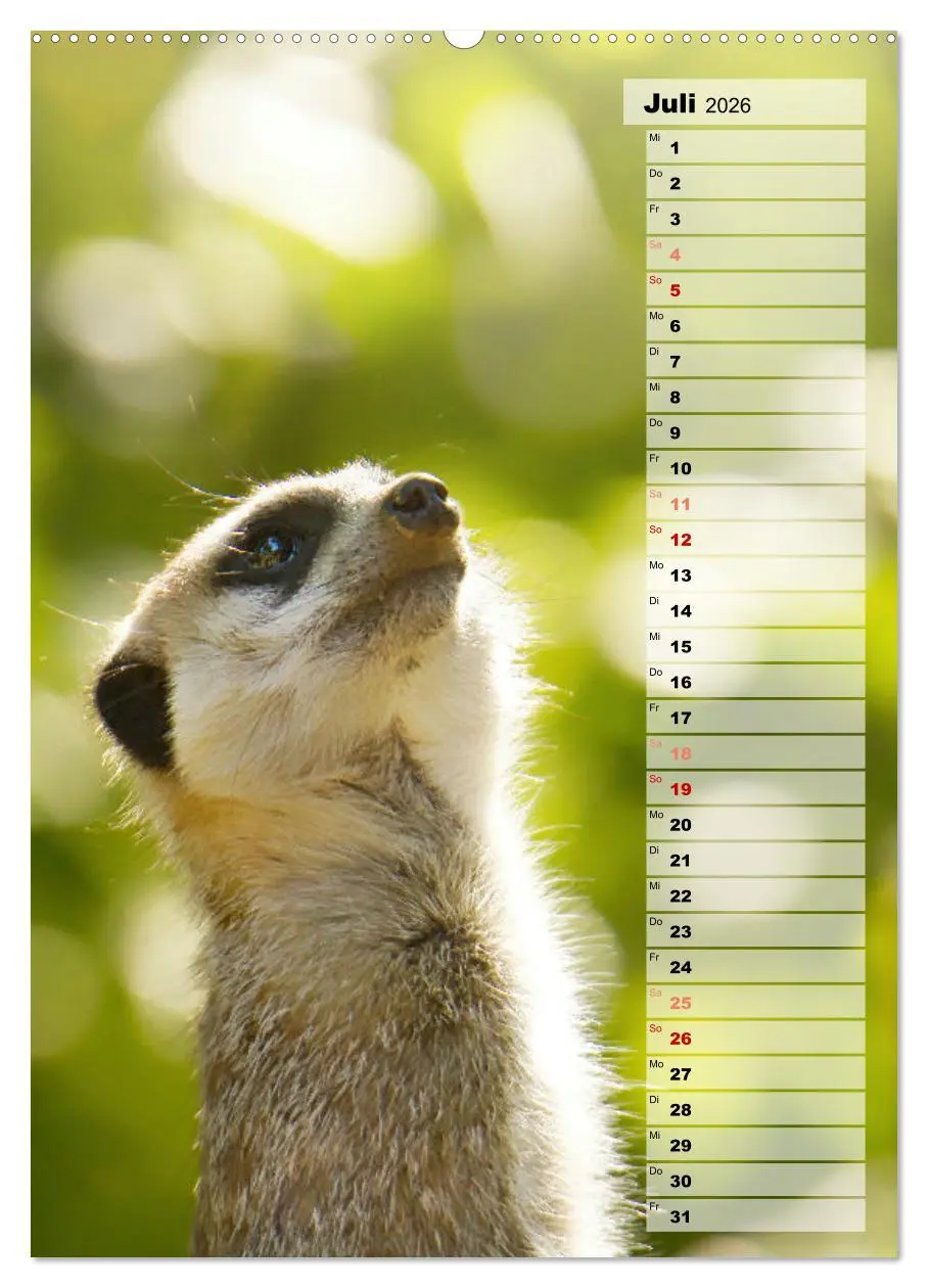 Bild: 9783516335347 | Erdmännchen, putzige Kerlchen mit großen Knopfaugen (Wandkalender...
