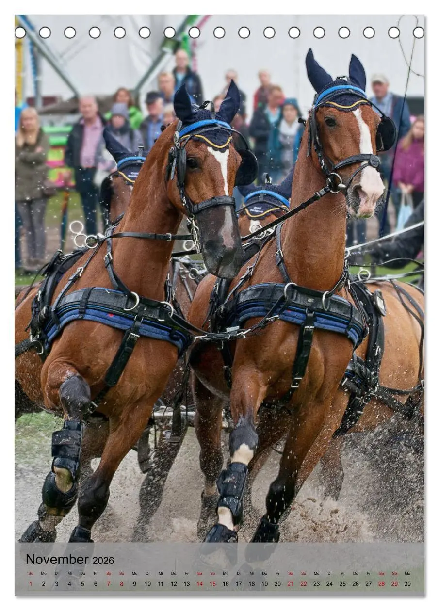 Bild: 9783516405347 | Pferde im Fahrsport (Tischkalender 2026 DIN A5 hoch), CALVENDO...
