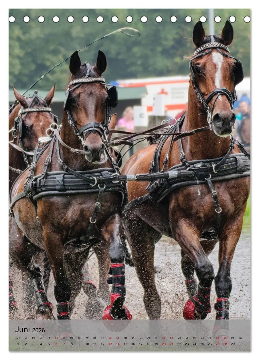 Bild: 9783516405347 | Pferde im Fahrsport (Tischkalender 2026 DIN A5 hoch), CALVENDO...
