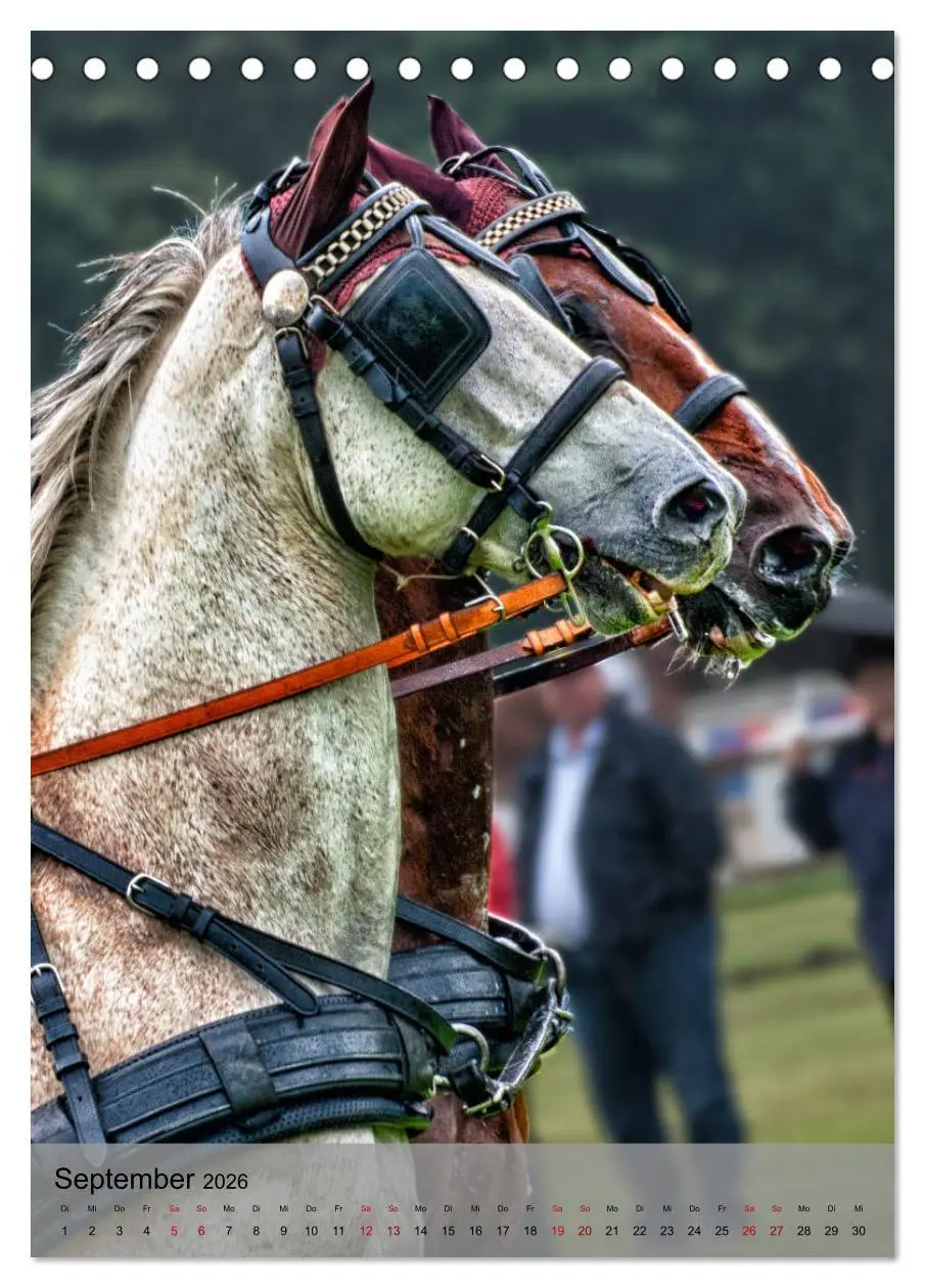 Bild: 9783516405347 | Pferde im Fahrsport (Tischkalender 2026 DIN A5 hoch), CALVENDO...
