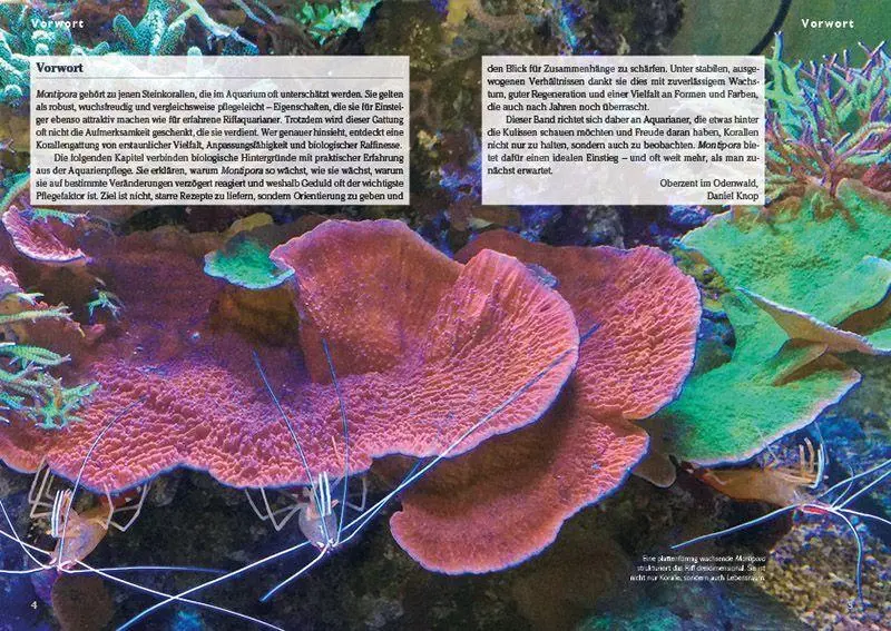 Bild: 9783866595347 | Montipora-Steinkorallen im Meerwasseraquarium | Pflege und Vermehrung
