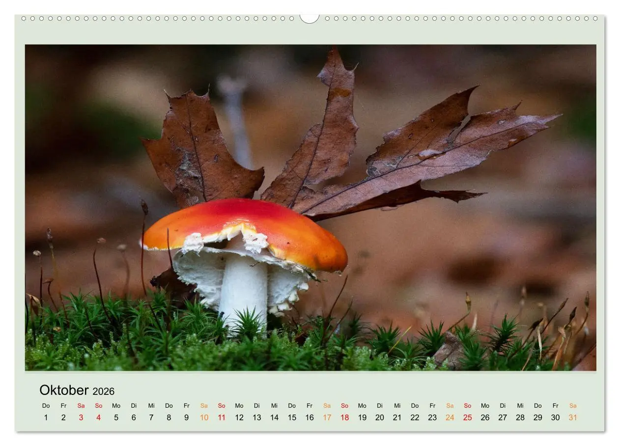 Bild: 9783457545447 | Im Fliegenpilz Rausch (Wandkalender 2026 DIN A2 quer), CALVENDO...