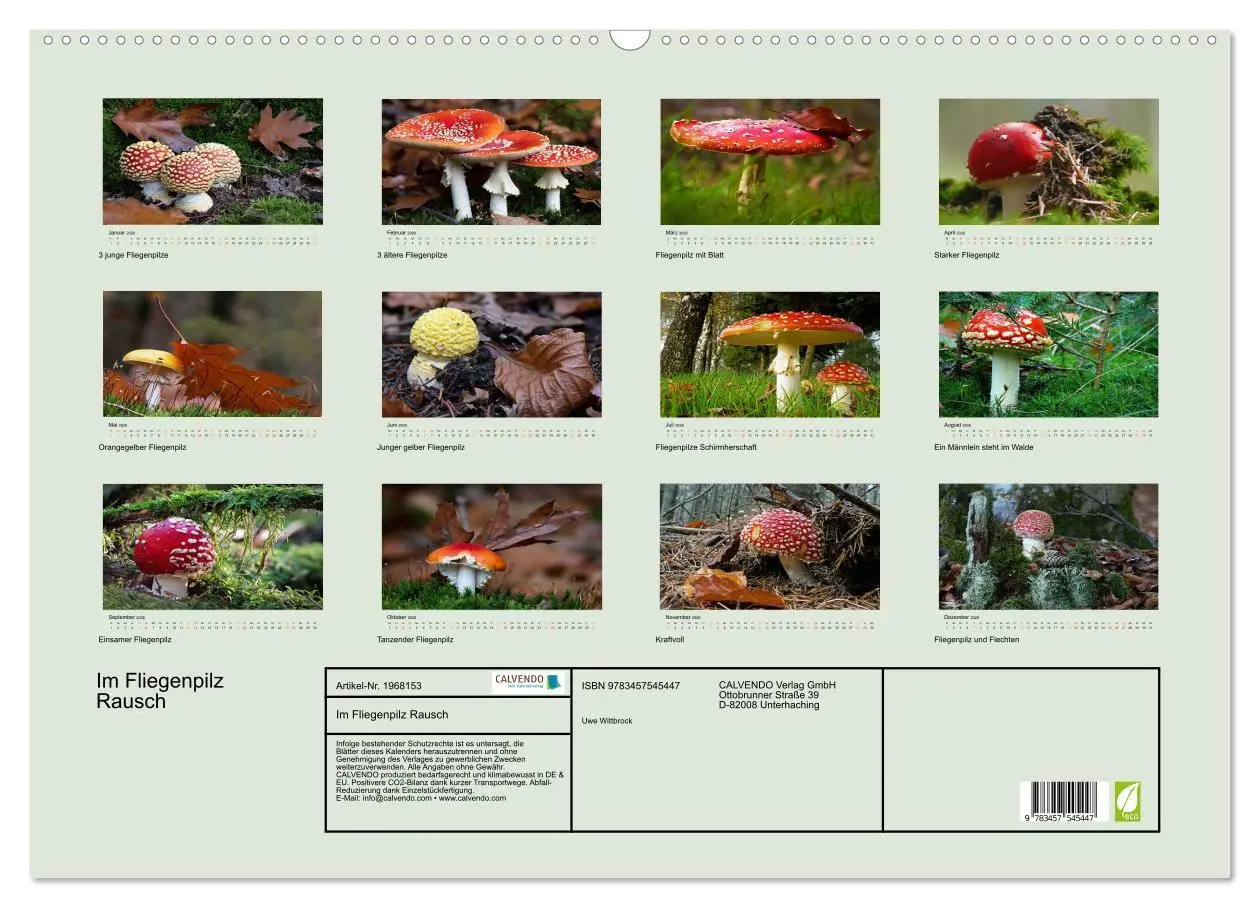Bild: 9783457545447 | Im Fliegenpilz Rausch (Wandkalender 2026 DIN A2 quer), CALVENDO...