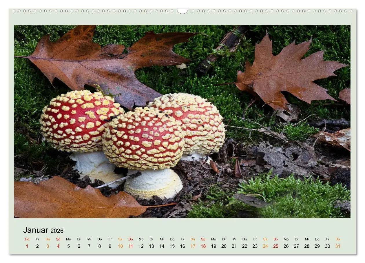 Bild: 9783457545447 | Im Fliegenpilz Rausch (Wandkalender 2026 DIN A2 quer), CALVENDO...