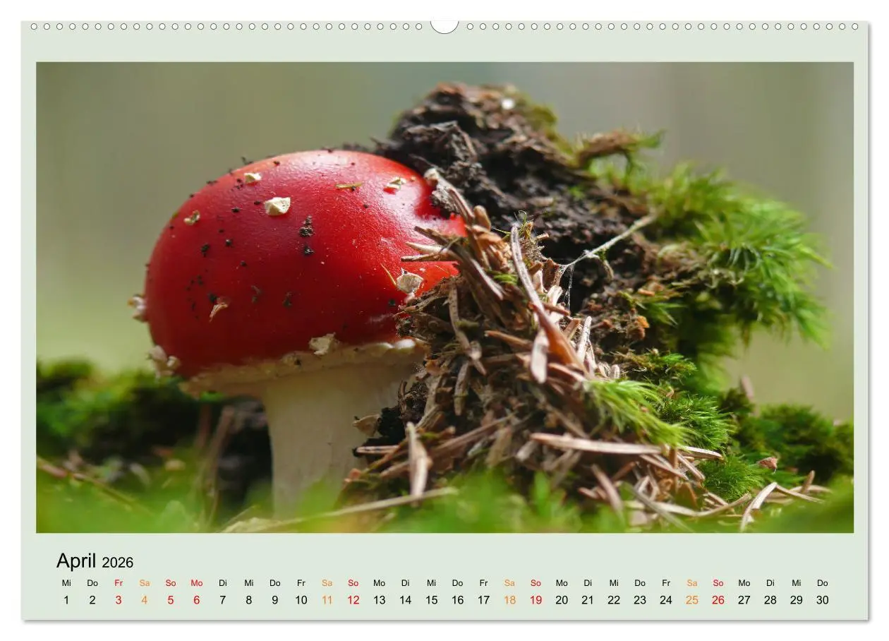 Bild: 9783457545447 | Im Fliegenpilz Rausch (Wandkalender 2026 DIN A2 quer), CALVENDO...