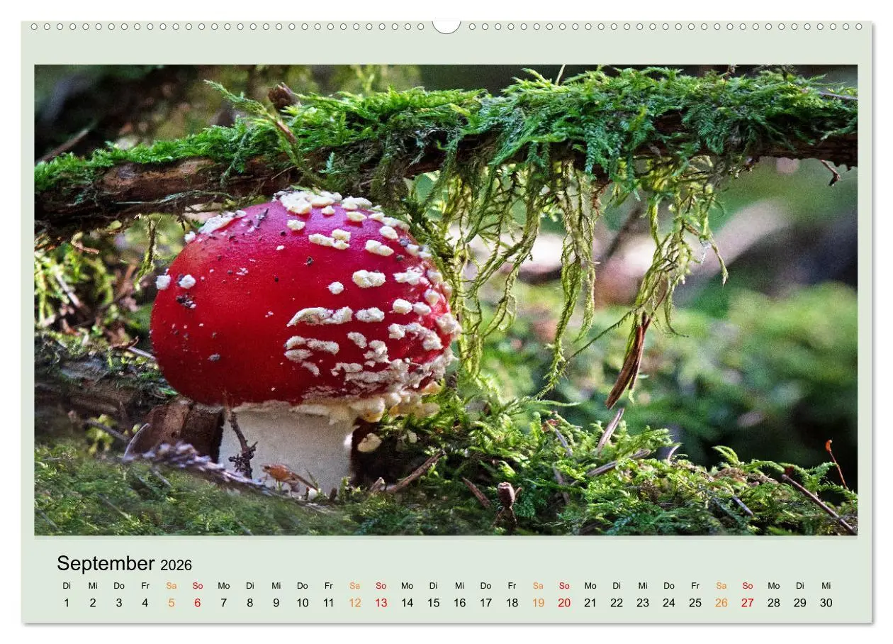 Bild: 9783457545447 | Im Fliegenpilz Rausch (Wandkalender 2026 DIN A2 quer), CALVENDO...