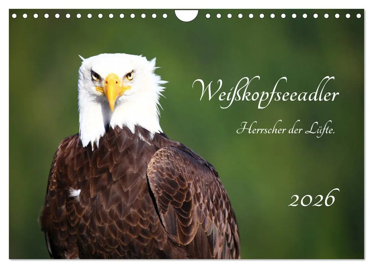 Cover: 9783457845547 | Weißkopfseeadler. Herrscher der Lüfte. 2026 (Wandkalender 2026 DIN...