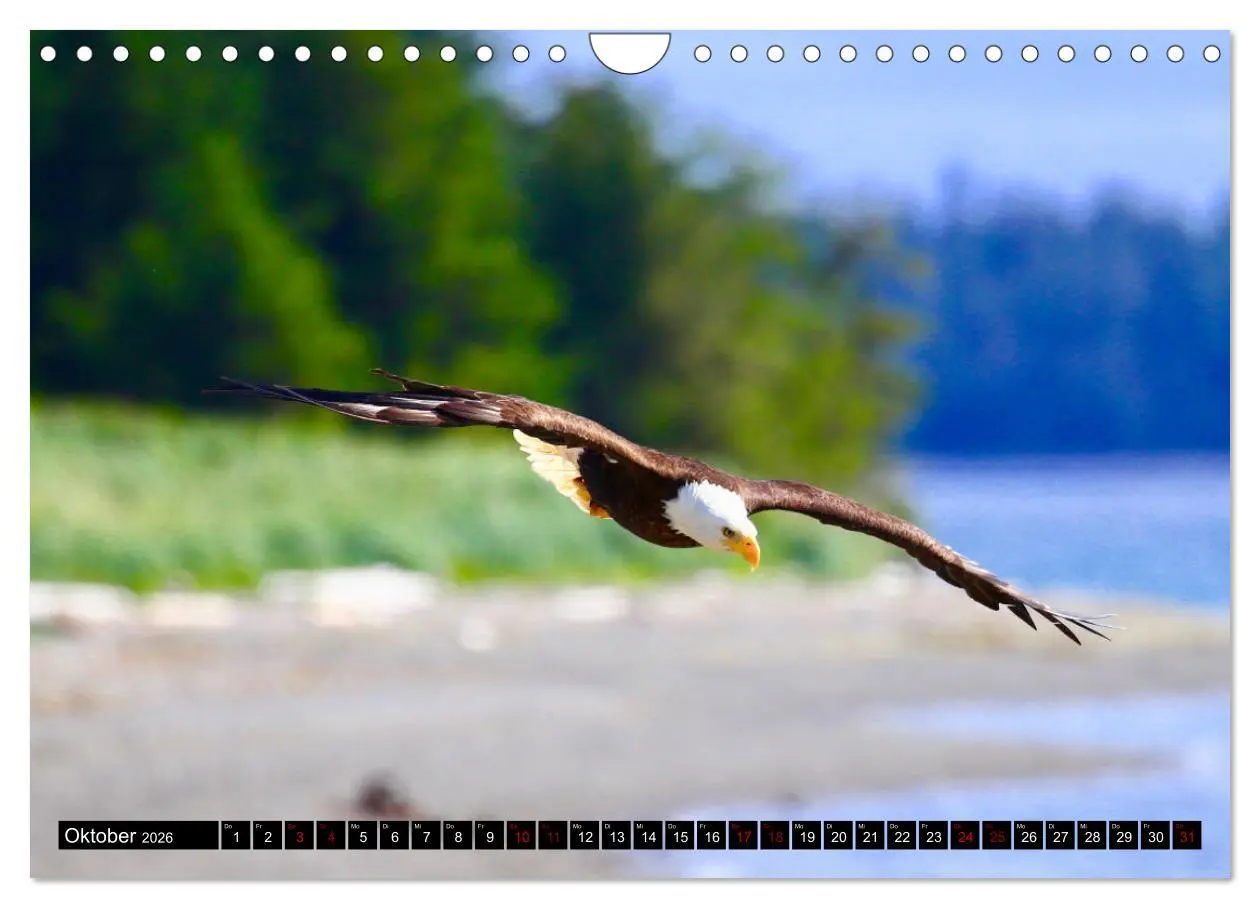Bild: 9783457845547 | Weißkopfseeadler. Herrscher der Lüfte. 2026 (Wandkalender 2026 DIN...