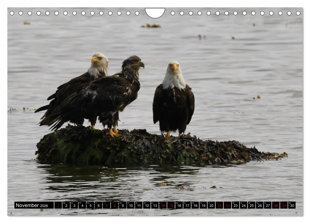Bild: 9783457845547 | Weißkopfseeadler. Herrscher der Lüfte. 2026 (Wandkalender 2026 DIN...