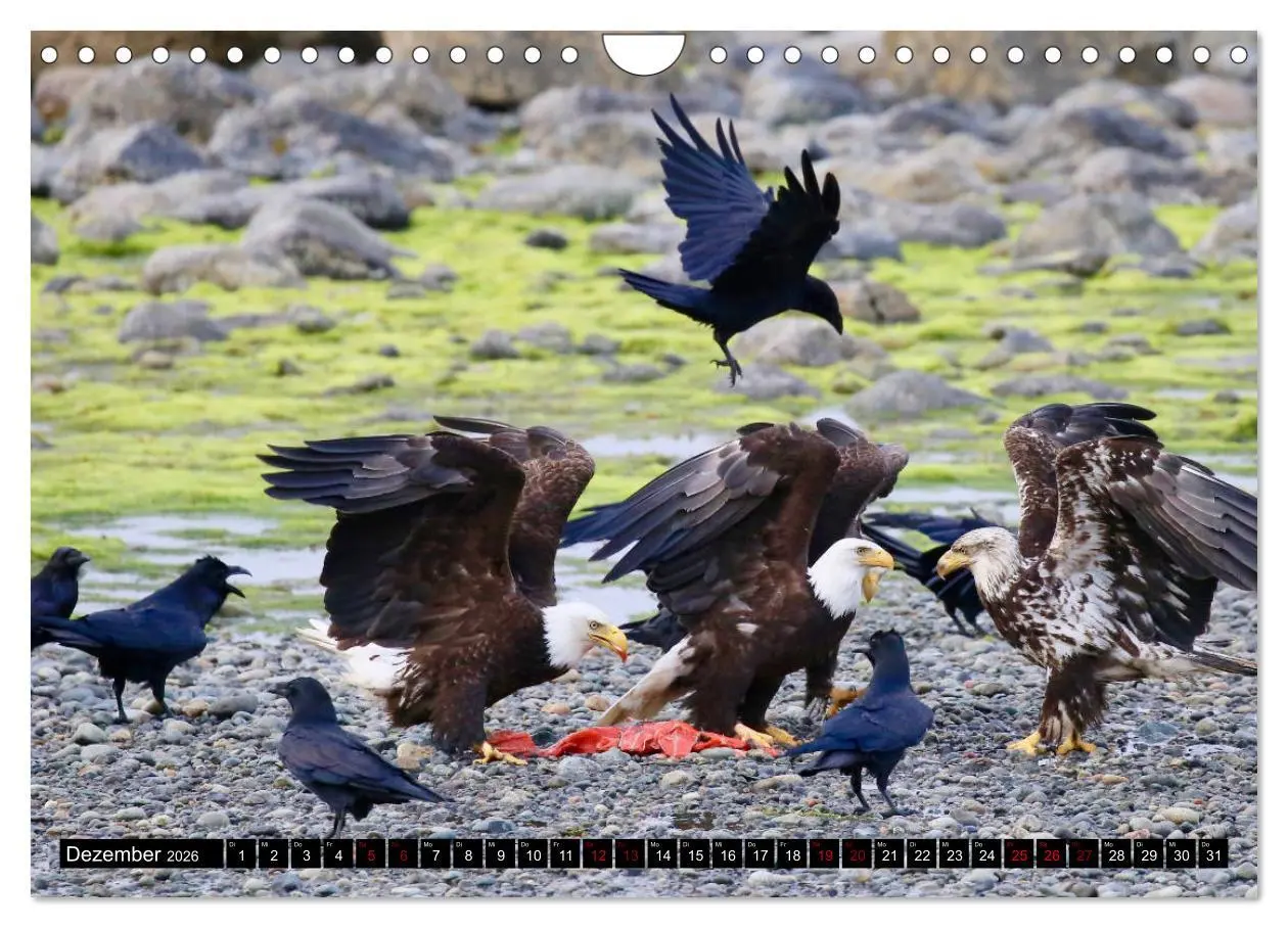 Bild: 9783457845547 | Weißkopfseeadler. Herrscher der Lüfte. 2026 (Wandkalender 2026 DIN...