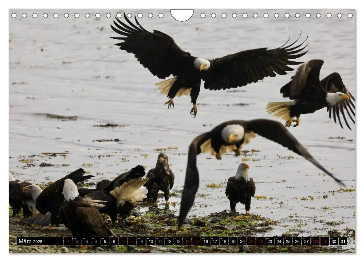 Bild: 9783457845547 | Weißkopfseeadler. Herrscher der Lüfte. 2026 (Wandkalender 2026 DIN...