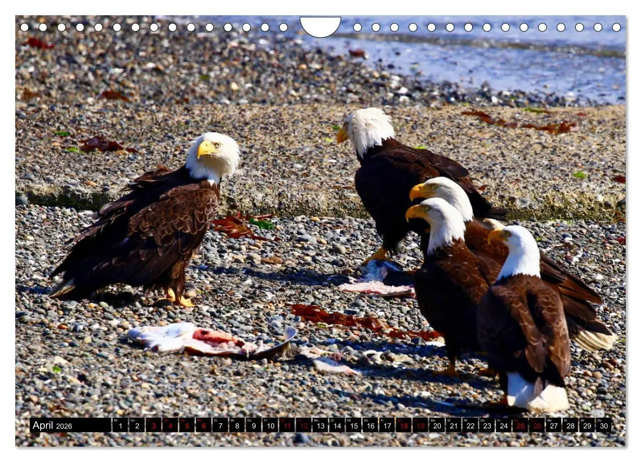 Bild: 9783457845547 | Weißkopfseeadler. Herrscher der Lüfte. 2026 (Wandkalender 2026 DIN...