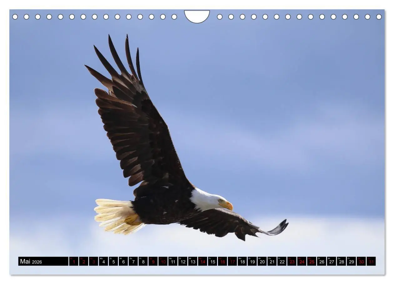 Bild: 9783457845547 | Weißkopfseeadler. Herrscher der Lüfte. 2026 (Wandkalender 2026 DIN...