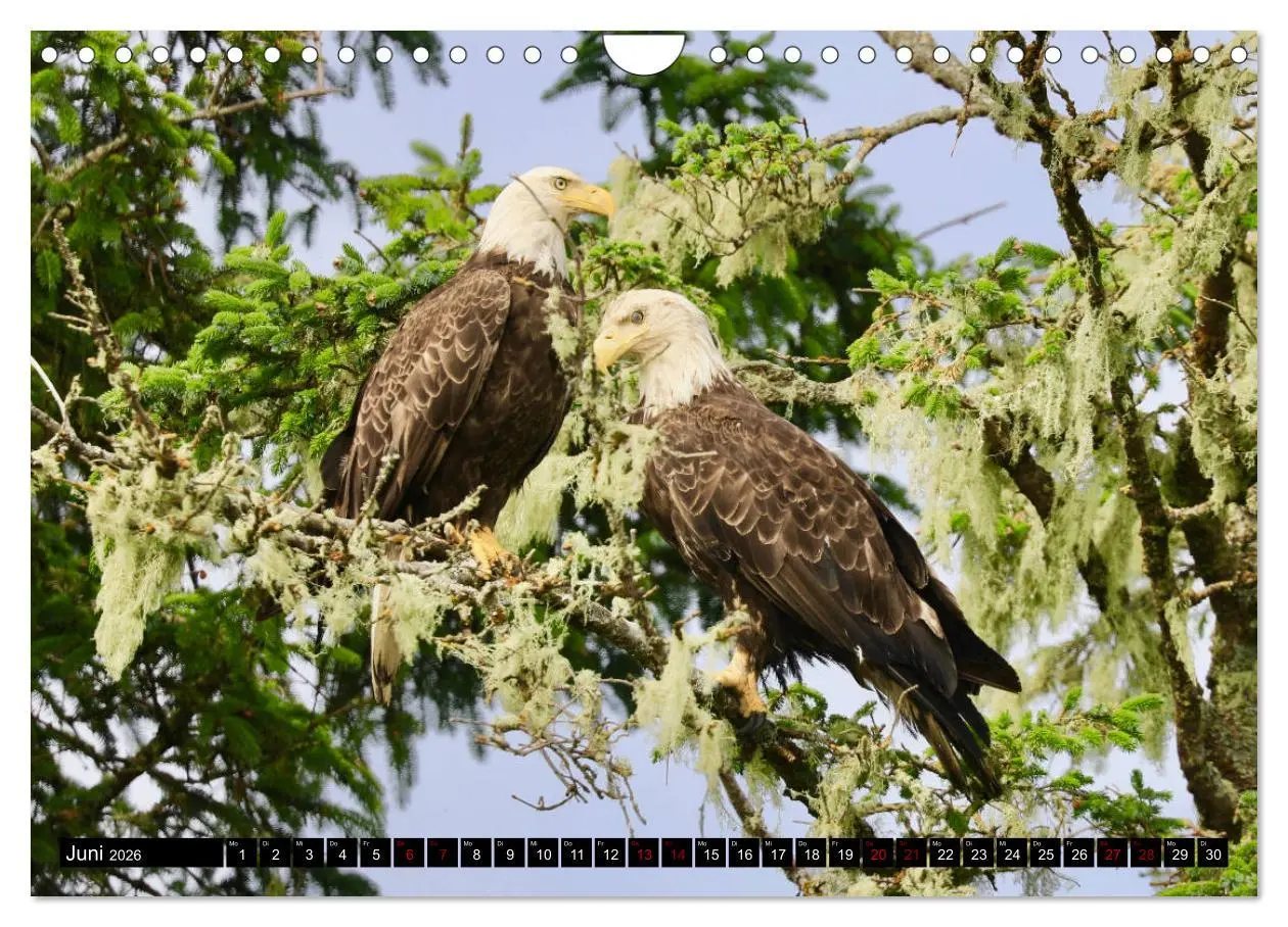 Bild: 9783457845547 | Weißkopfseeadler. Herrscher der Lüfte. 2026 (Wandkalender 2026 DIN...