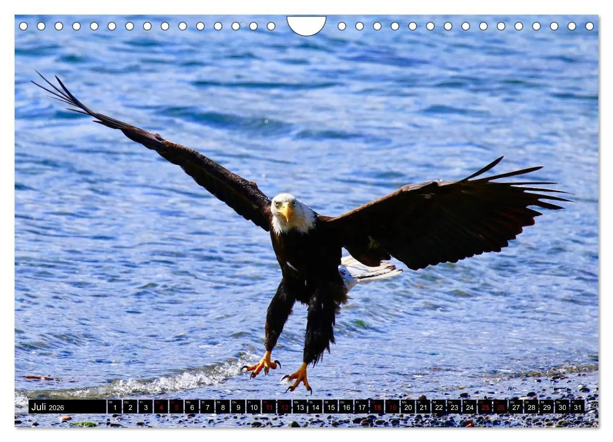 Bild: 9783457845547 | Weißkopfseeadler. Herrscher der Lüfte. 2026 (Wandkalender 2026 DIN...